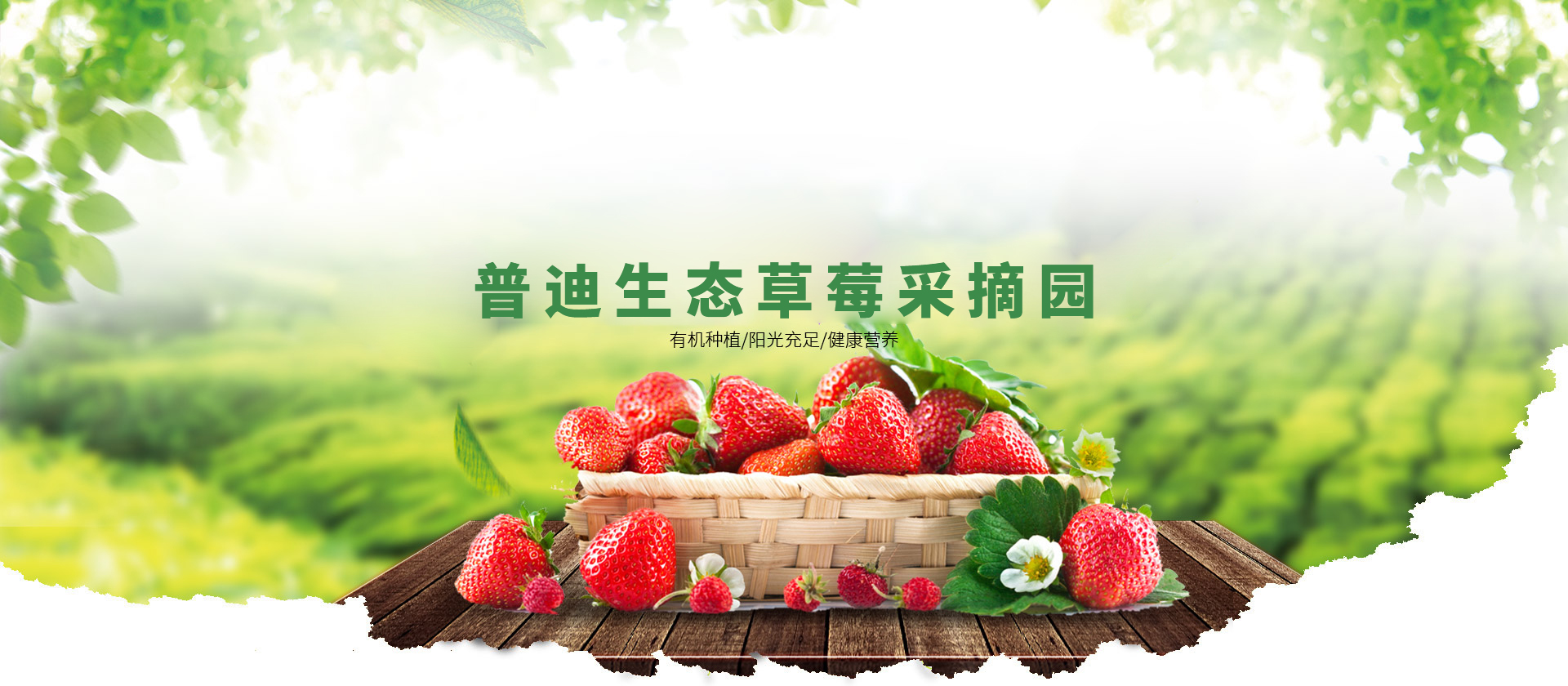 重庆草莓基地